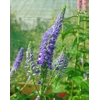 Veronica longifolia 'First Glory'