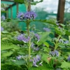 Caryopteris 'Hint o Gold'