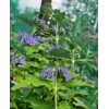 Caryopteris 'Hint o Gold'