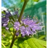 Caryopteris 'Hint o Gold'