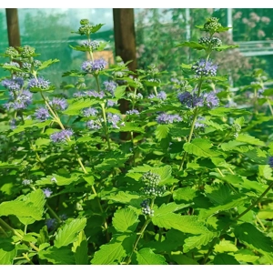Caryopteris 'Hint o Gold'
