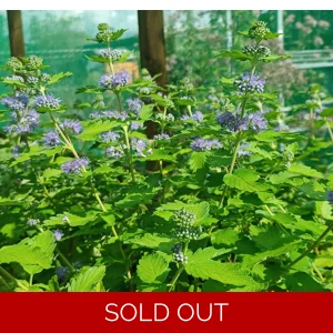 Caryopteris 'Hint o Gold'