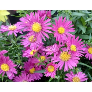 Aster novi-belgi ' Bahamas'