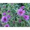 Aster novae-angliae 'Purple Dome'