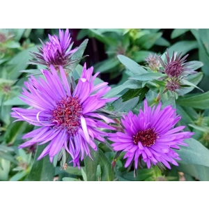 Aster novae-angliae 'Purple Dome'
