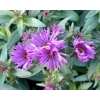 Aster novae-angliae 'Purple Dome'