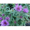 Aster novae-angliae 'Purple Dome'