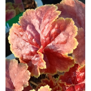 Heuchera 'Eternal Flame'