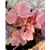 Heuchera 'Eternal Flame'