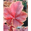Heuchera 'Eternal Flame'