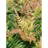 Dryopteris  erythrosora 'Prolifica'