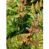 Dryopteris  erythrosora 'Prolifica'