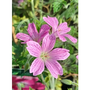 Geranium oxonianum 'Miss Heidi'