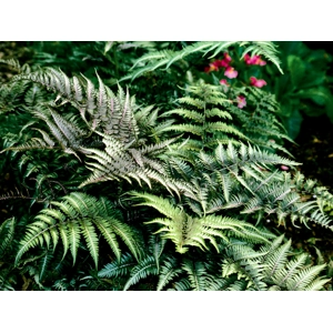 Athyrium niponicum pictum