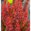 Berberis 'Neon'