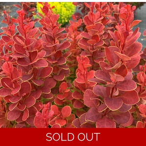 Berberis 'Neon'
