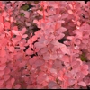 Berberis 'Maria'
