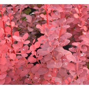 Berberis 'Maria'