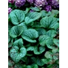 Brunnera 'Jack Frost'