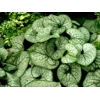 Brunnera 'Jack Frost'