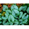 Brunnera 'Jack Frost'