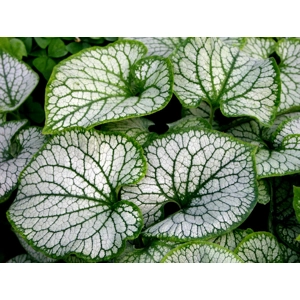 Brunnera 'Jack Frost'