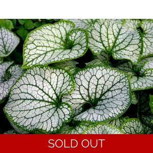 Brunnera 'Jack Frost'
