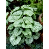 Brunnera 'Jack Frost'
