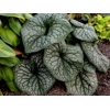 Brunnera macrophylla 'Jack Of Diamonds'