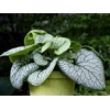 Brunnera macrophylla 'Jack Of Diamonds'
