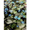 Brunnera 'Looking Glass'