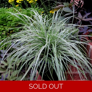 Carex 'Everest'