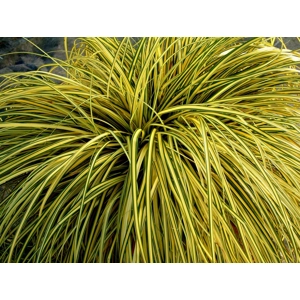 Carex 'Evergold'