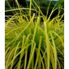 Carex 'Everillo'
