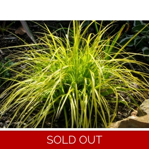 Carex 'Everillo'