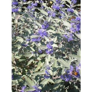 Caryopteris 'Sterling Silver'