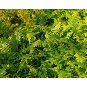 Dryopteris 'Jurassic Gold'