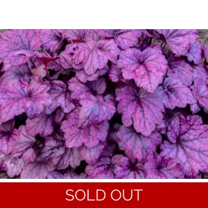 Heuchera 'Electric Plum'