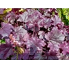 Heuchera 'Emily'