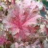 Heuchera 'Pinky Panky