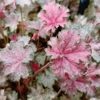 Heuchera 'Pinky Panky