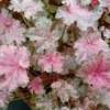Heuchera 'Pinky Panky