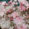 Heuchera 'Pinky Panky