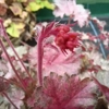 Heuchera 'Pinky Panky