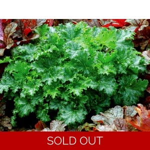 Heuchera 'Apple Crisp'
