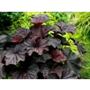 Heuchera 'Dark Magic'