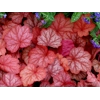 Heuchera 'Georgia Peach'