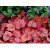 Heuchera 'Georgia Peach'
