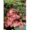 Heuchera 'Georgia Peach'