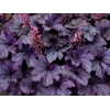 Heuchera 'Grape Timeless'